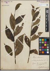 Foto von Salix pentandra L.